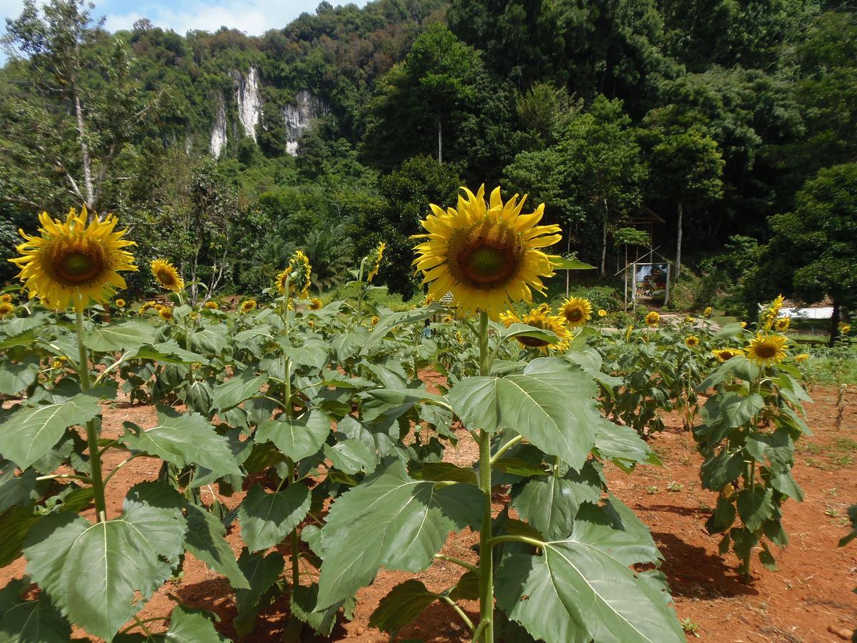 Takhun Mountain View Bed & Breakfast Ban Tha Khun Exterior photo